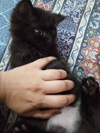 Persian kitten pair for sale