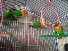 2 pair Love Bird With cage pinjra With 2 box
