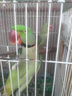 Raw breader pair for sale with cage and box