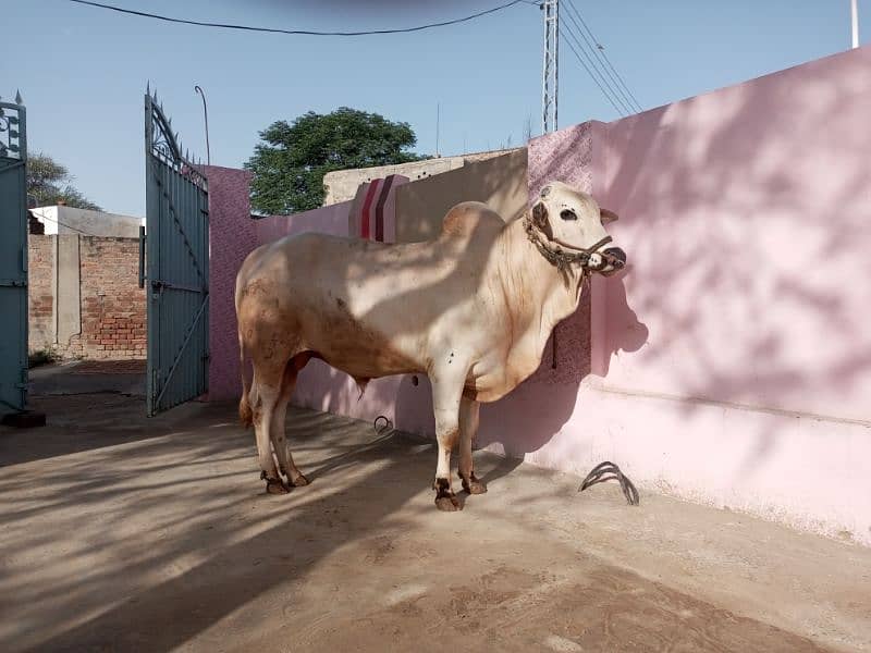 Fatahjangi bull 3