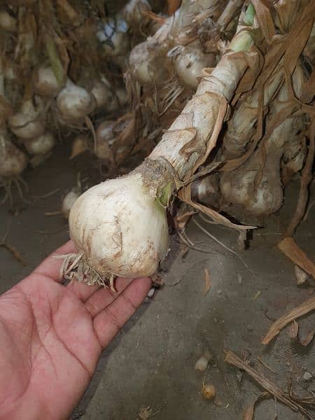 G1 Garlic  250 per K. G 50%Dry 1