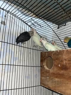 Differnt lovebirds  for sale on urgent call . All are healthy active