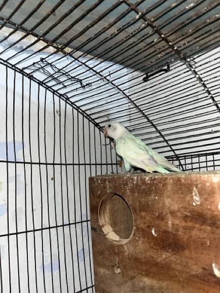 Differnt lovebirds  for sale on urgent call . All are healthy active 1