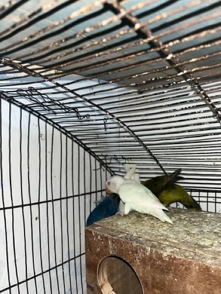 Differnt lovebirds  for sale on urgent call . All are healthy active 2