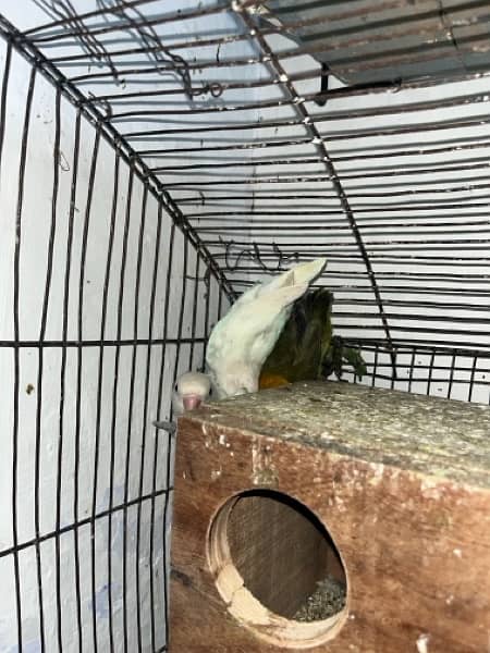 Differnt lovebirds  for sale on urgent call . All are healthy active 3