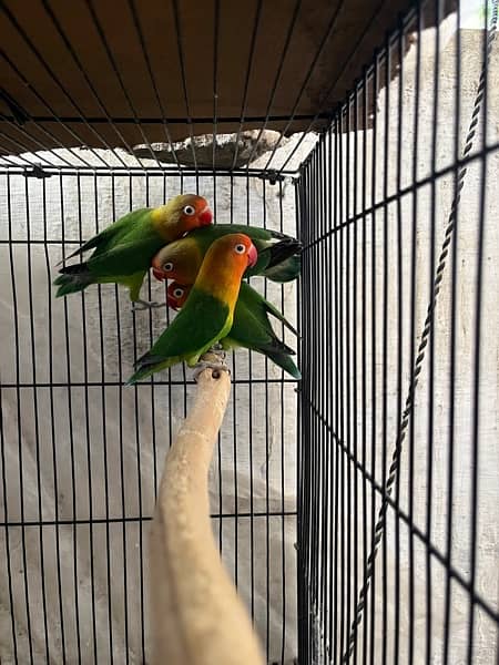 Differnt lovebirds  for sale on urgent call . All are healthy active 4