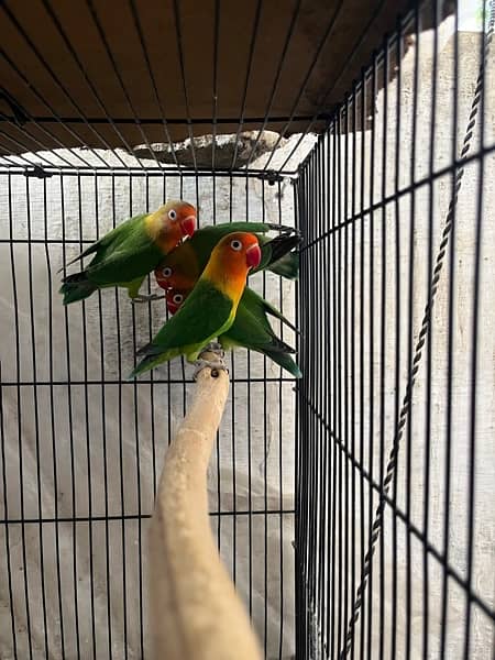Differnt lovebirds  for sale on urgent call . All are healthy active 5