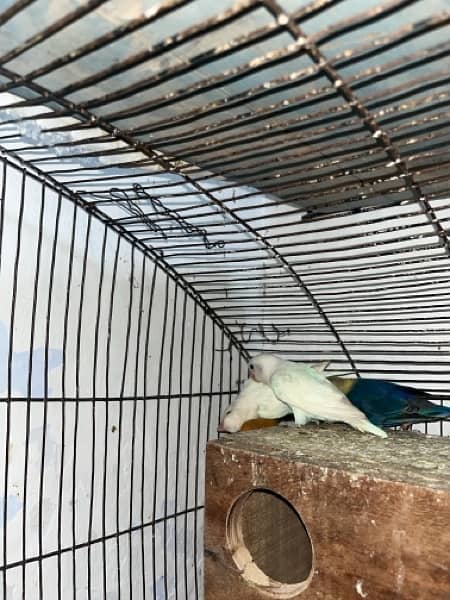 Differnt lovebirds  for sale on urgent call . All are healthy active 6