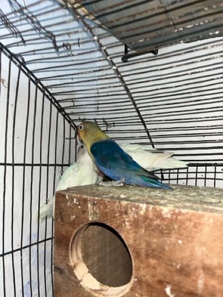 Differnt lovebirds  for sale on urgent call . All are healthy active 7