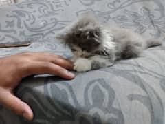 Pure Persian Female Kitten 0