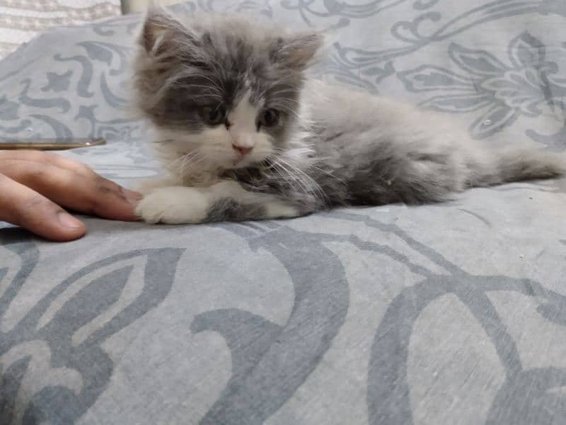 Pure Persian Female Kitten 2