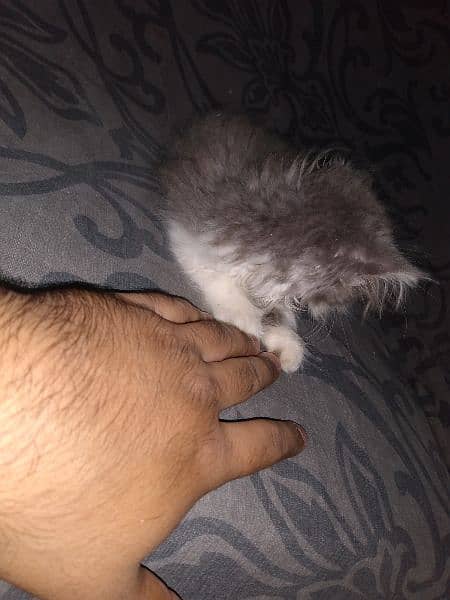 Pure Persian Female Kitten 4