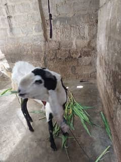 Bakra for sell # 03222563411
