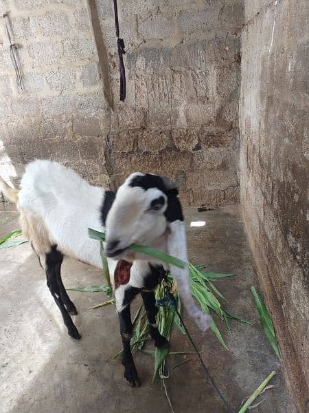 Bakra for sell # 03222563411 1