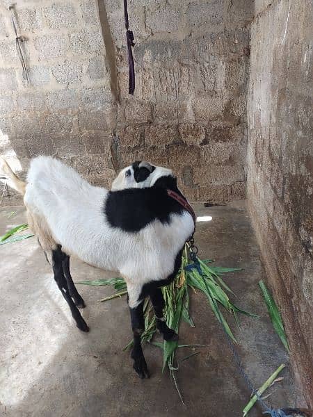 Bakra for sell # 03222563411 2