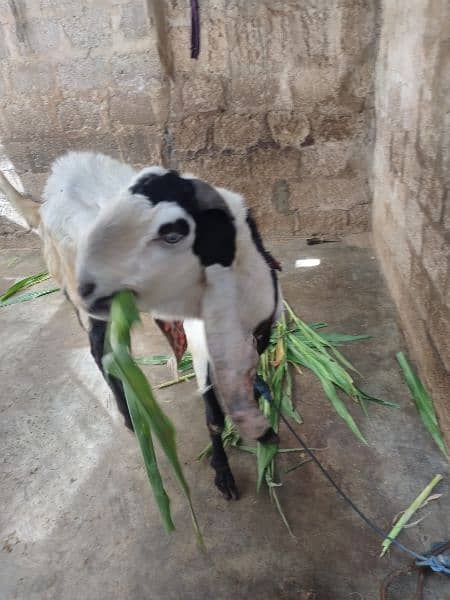 Bakra for sell # 03222563411 4