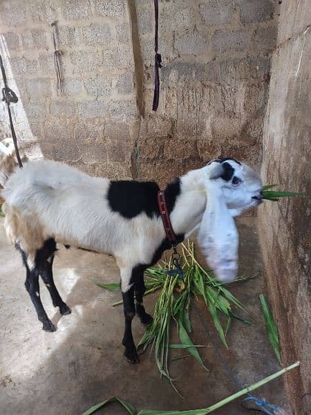 Bakra for sell # 03222563411 5