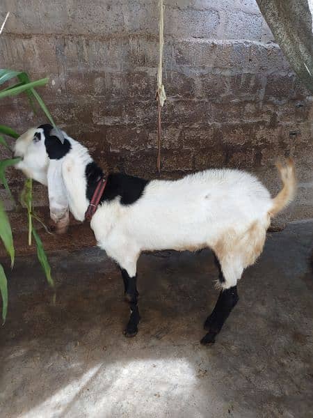 Bakra for sell # 03222563411 6
