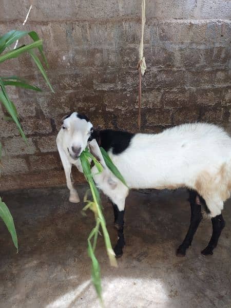 Bakra for sell # 03222563411 7