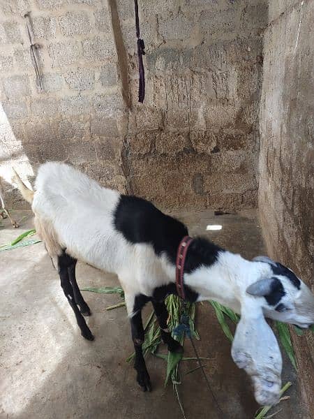 Bakra for sell # 03222563411 8