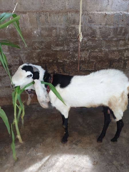Bakra for sell # 03222563411 9