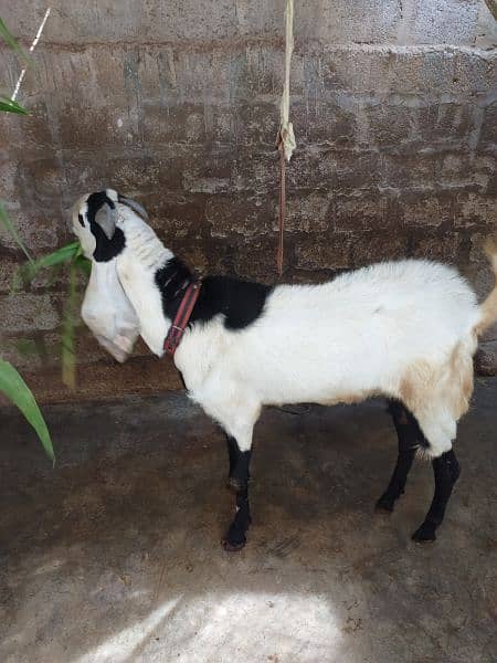 Bakra for sell # 03222563411 10