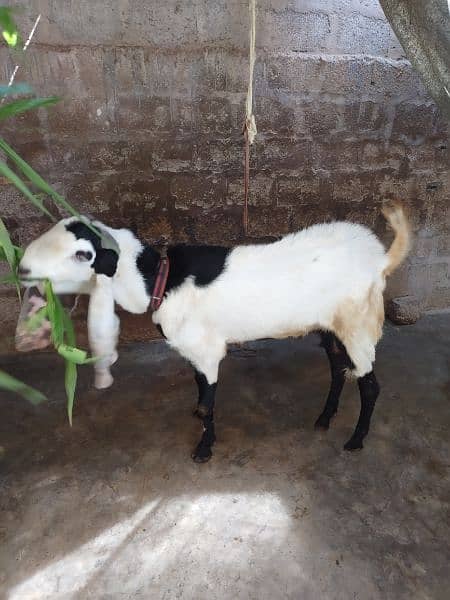 Bakra for sell # 03222563411 11