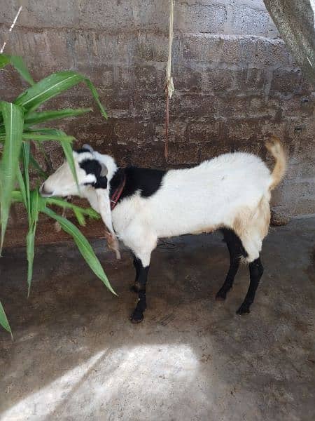 Bakra for sell # 03222563411 12