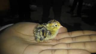 dayold batair chicks available Rs:20 0