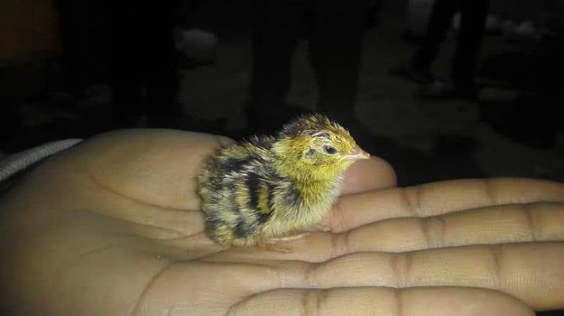 dayold batair chicks available Rs:20 0