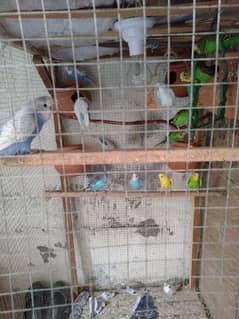 Australia Parrots With Huge Cage 0