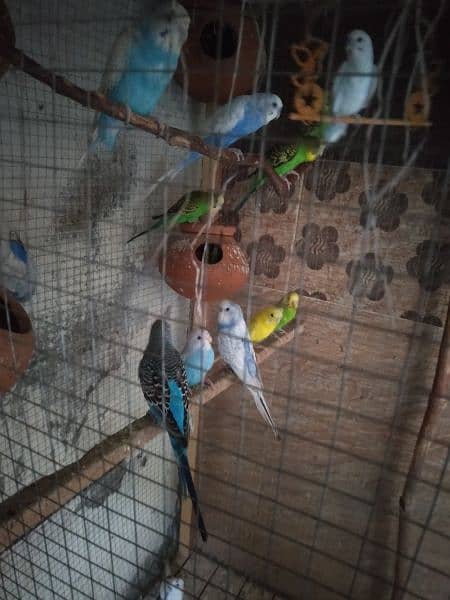 Australia Parrots With Huge Cage 1