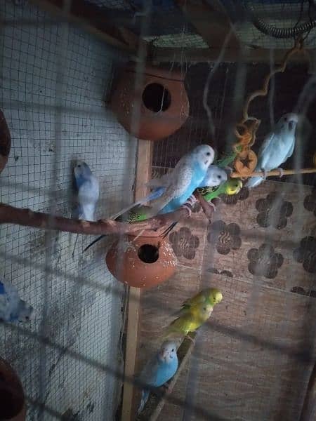Australia Parrots With Huge Cage 2