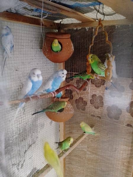 Australia Parrots With Huge Cage 3