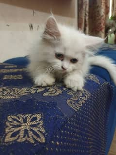 Doll face healthy and white coloured persian kitten.