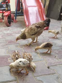 Desi kurk hen with aseel chicks
