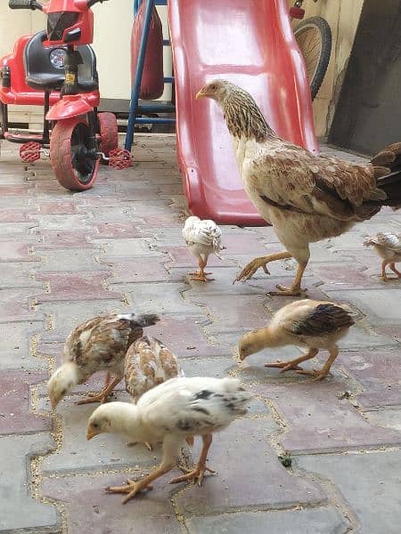Desi kurk hen with aseel chicks 1