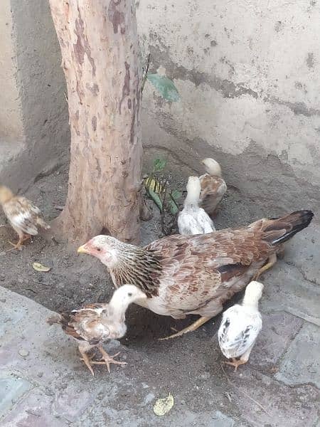 Desi kurk hen with aseel chicks 2