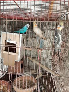 cage plus parrots