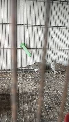 Diamond paid dove spotted pathy available 4 piece