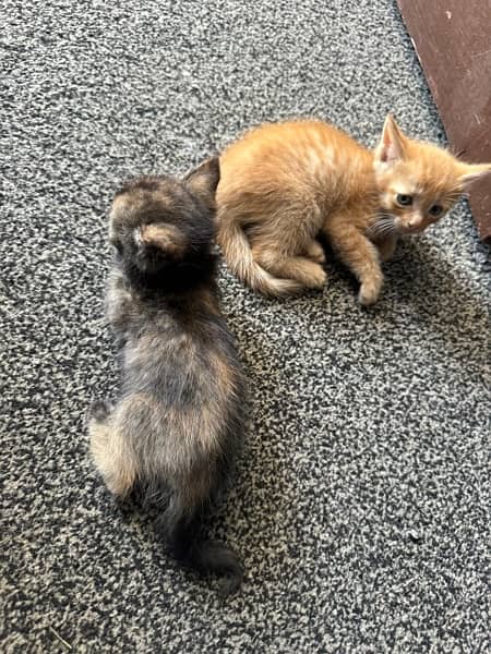 persian kittens for sale 2