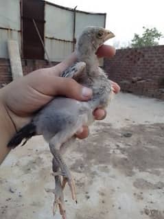 Aseel chicks per piece 1500