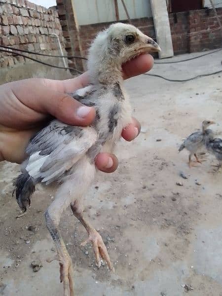 Aseel chicks per piece 1500 1