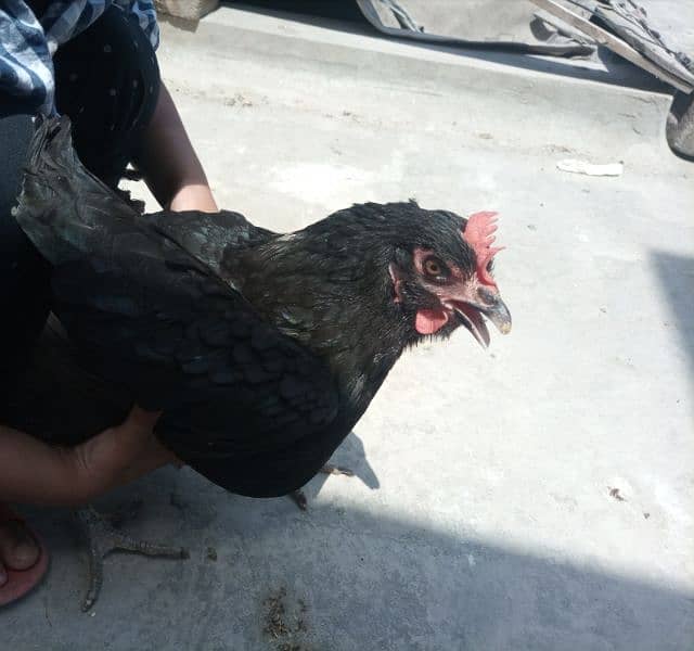 Hens for sale 5