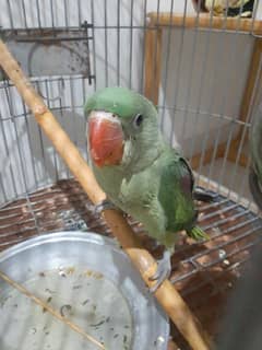 Raw Parrot Alexandera for sale along with cage