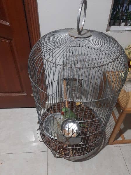 Raw Parrot Alexandera for sale along with cage 1