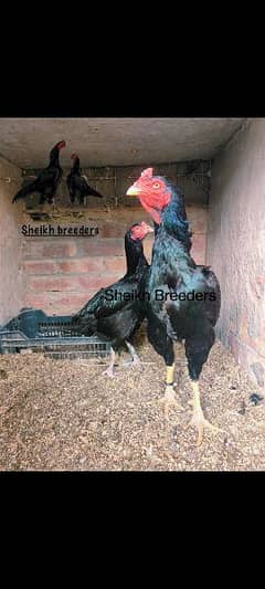 Aseel chicks High Quality