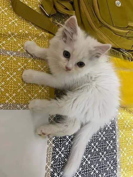 Cat / Kitten / Persian / Tripple coat cat / Persian kitten /white kitn 1