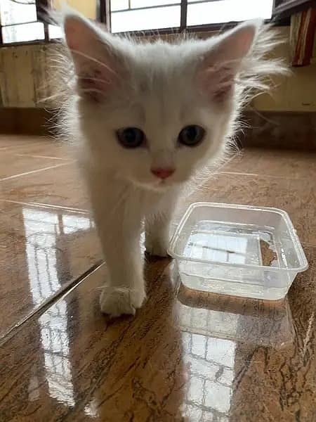 Cat / Kitten / Persian / Tripple coat cat / Persian kitten /white kitn 2