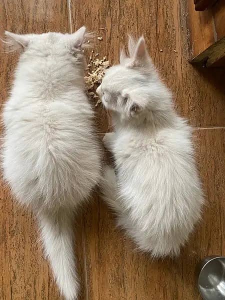 Cat / Kitten / Persian / Tripple coat cat / Persian kitten /white kitn 3
